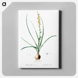 アートパネル-Hyacinthus serotinus - ピエール ジョゼフ ルドゥーテ Canvas.