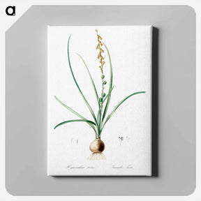 アートパネル-Hyacinthus serotinus - ピエール ジョゼフ ルドゥーテ Canvas.