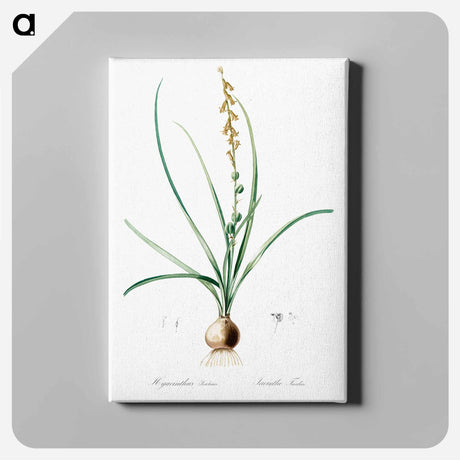 アートパネル-Hyacinthus serotinus - ピエール ジョゼフ ルドゥーテ Canvas.