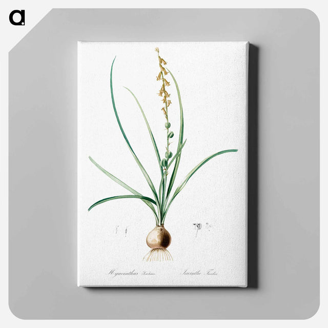 アートパネル-Hyacinthus serotinus - ピエール ジョゼフ ルドゥーテ Canvas.