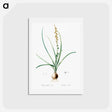 アートポストカード-Hyacinthus serotinus - ピエール ジョゼフ ルドゥーテ Postcard.