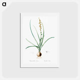 アートポストカード-Hyacinthus serotinus - ピエール ジョゼフ ルドゥーテ Postcard.