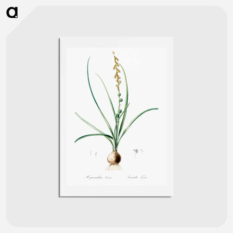 アートポストカード-Hyacinthus serotinus - ピエール ジョゼフ ルドゥーテ Postcard.