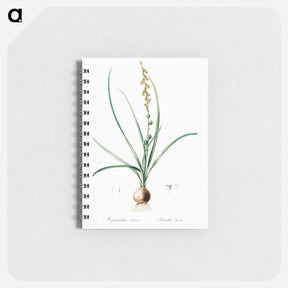 アートメモ帳-Hyacinthus serotinus - ピエール ジョゼフ ルドゥーテ Memo.
