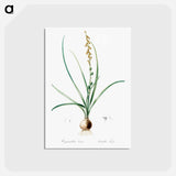 アートポストカード-Hyacinthus serotinus - ピエール ジョゼフ ルドゥーテ Postcard.