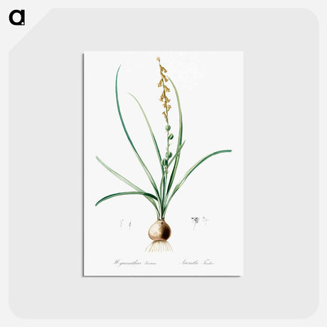 アートポストカード-Hyacinthus serotinus - ピエール ジョゼフ ルドゥーテ Postcard.