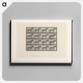 アートパネル-Horse in Motion
 - エドワード マイブリッジ Canvas.