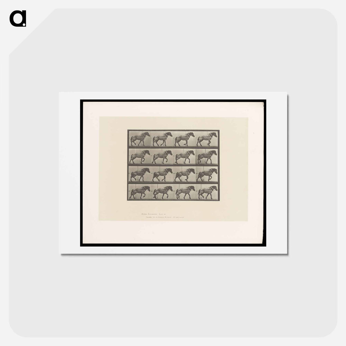 アートポストカード-Horse in Motion
 - エドワード マイブリッジ Postcard.