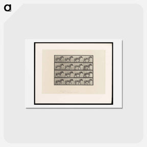 アートポストカード-Horse in Motion
 - エドワード マイブリッジ Postcard.