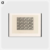 アートポストカード-Horse in Motion
 - エドワード マイブリッジ Postcard.