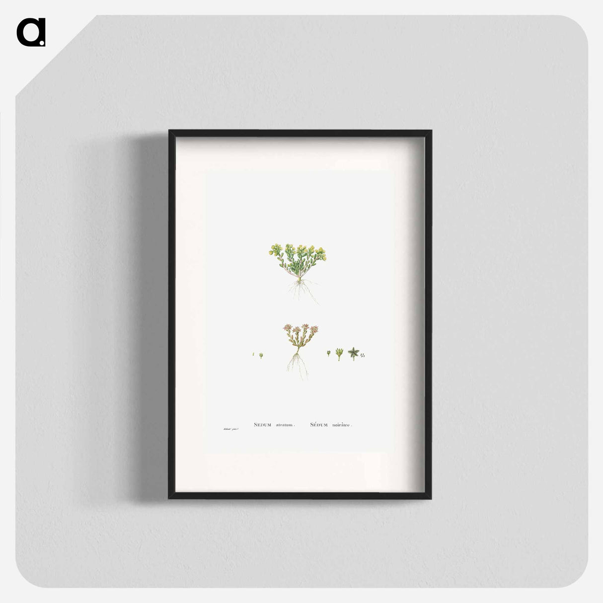 Sedum Atratum - Pierre Joseph Redouté Poster.