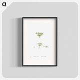 Sedum Atratum - Pierre Joseph Redouté Poster.