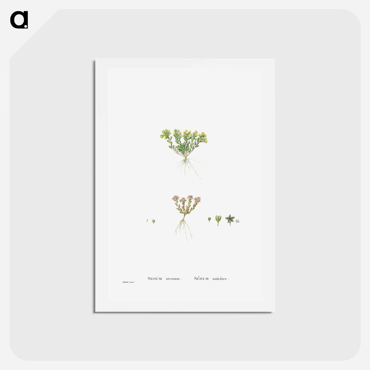 アートポストカード-Sedum Atratum - ピエール ジョゼフ ルドゥーテ Postcard.