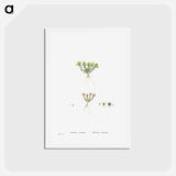 アートポストカード-Sedum Atratum - ピエール ジョゼフ ルドゥーテ Postcard.