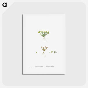 アートポストカード-Sedum Atratum - ピエール ジョゼフ ルドゥーテ Postcard.