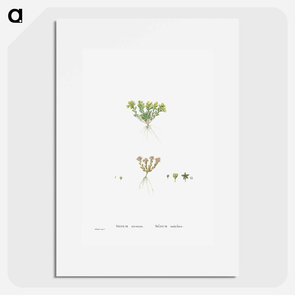 Sedum Atratum - Pierre Joseph Redouté Poster.
