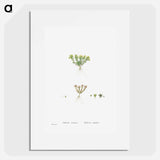 Sedum Atratum - Pierre Joseph Redouté Poster.