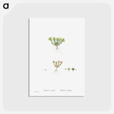 アートポストカード-Sedum Atratum - ピエール ジョゼフ ルドゥーテ Postcard.
