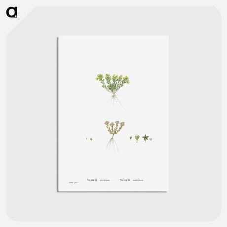 アートポストカード-Sedum Atratum - ピエール ジョゼフ ルドゥーテ Postcard.