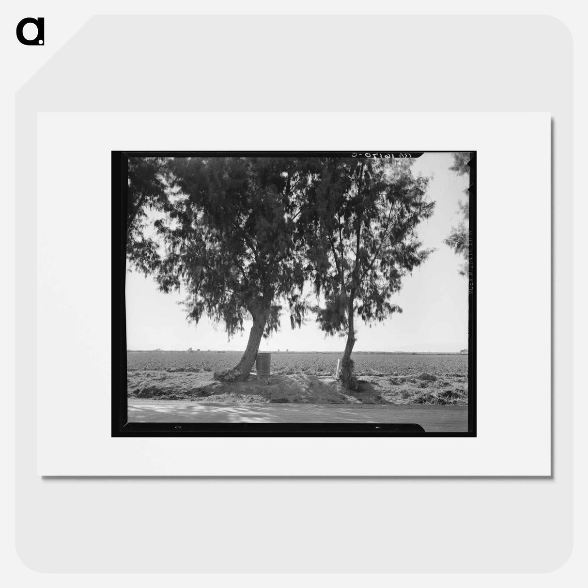 Pea fields of the Imperial Valley, California - Dorothea Lange Poster.