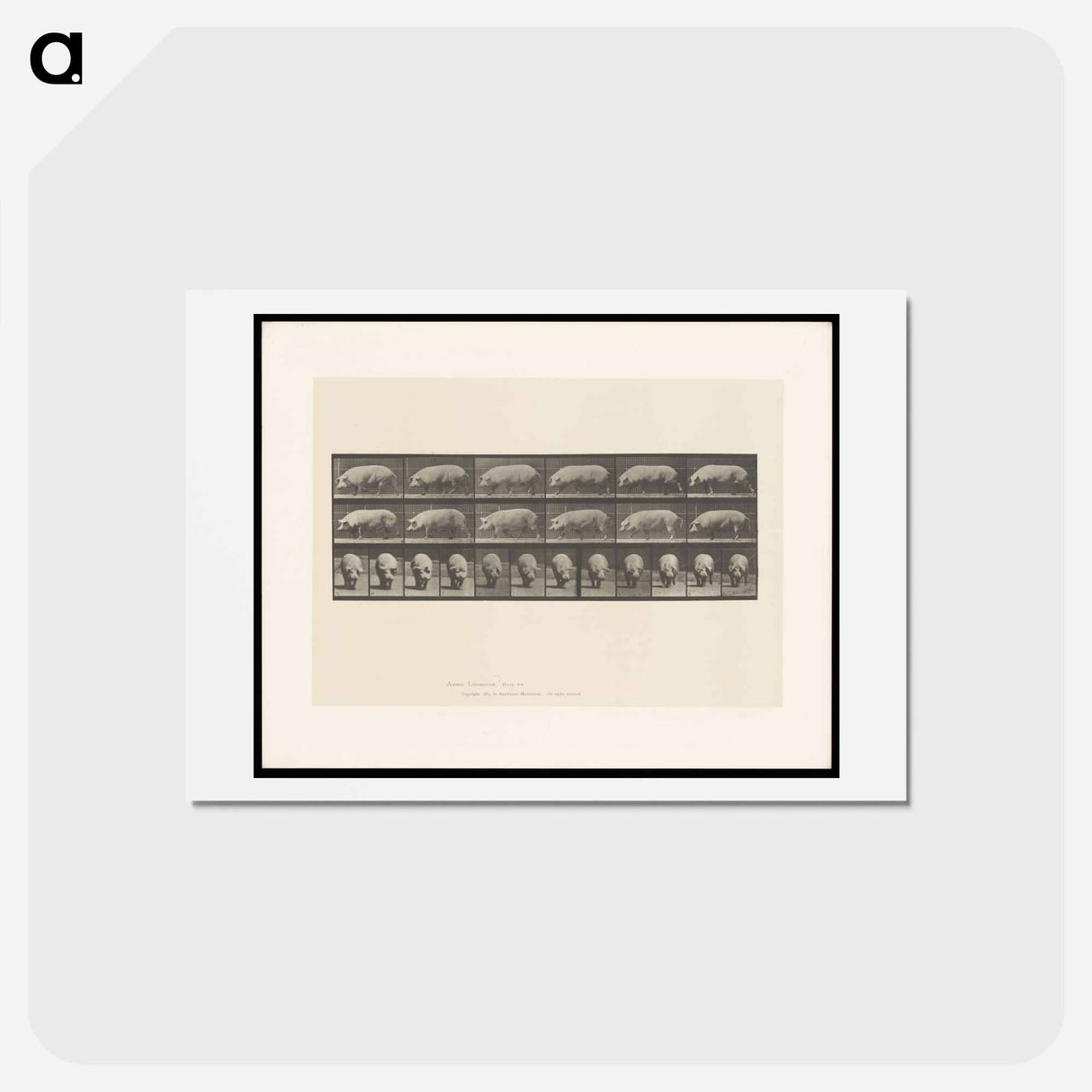 アートポストカード-Walking Sow
 - エドワード マイブリッジ Postcard.