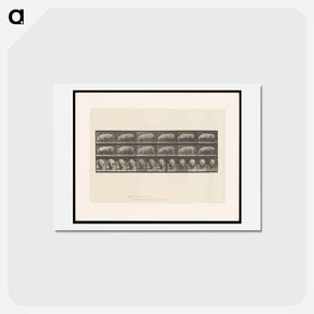 アートポストカード-Walking Sow
 - エドワード マイブリッジ Postcard.