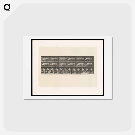 アートポストカード-Walking Sow
 - エドワード マイブリッジ Postcard.