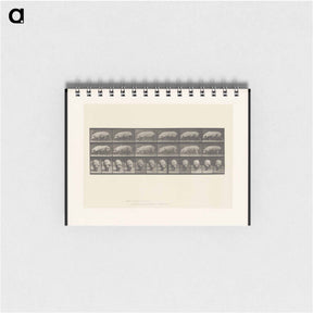 アートメモ帳-Walking Sow
 - エドワード マイブリッジ Memo.