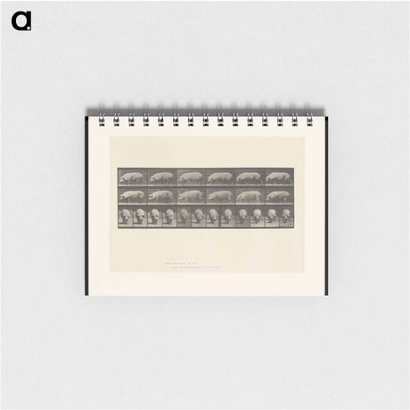 アートメモ帳-Walking Sow
 - エドワード マイブリッジ Memo.