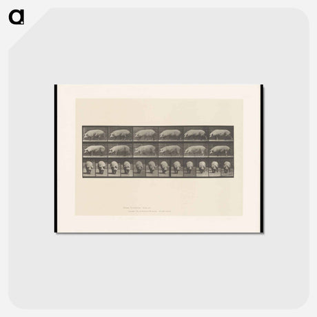 アートポストカード-Walking Sow
 - エドワード マイブリッジ Postcard.