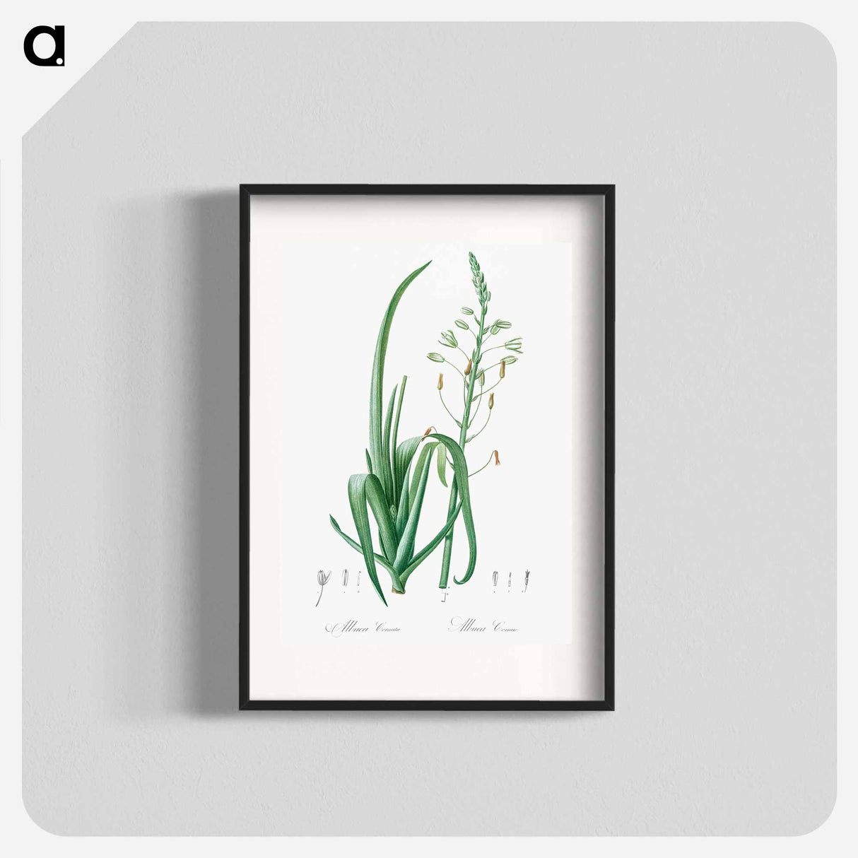 Albuca cornuta illustration - ピエール ジョゼフ ルドゥーテ Poster.