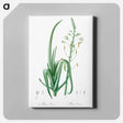 アートパネル-Albuca cornuta illustration - ピエール ジョゼフ ルドゥーテ Canvas.
