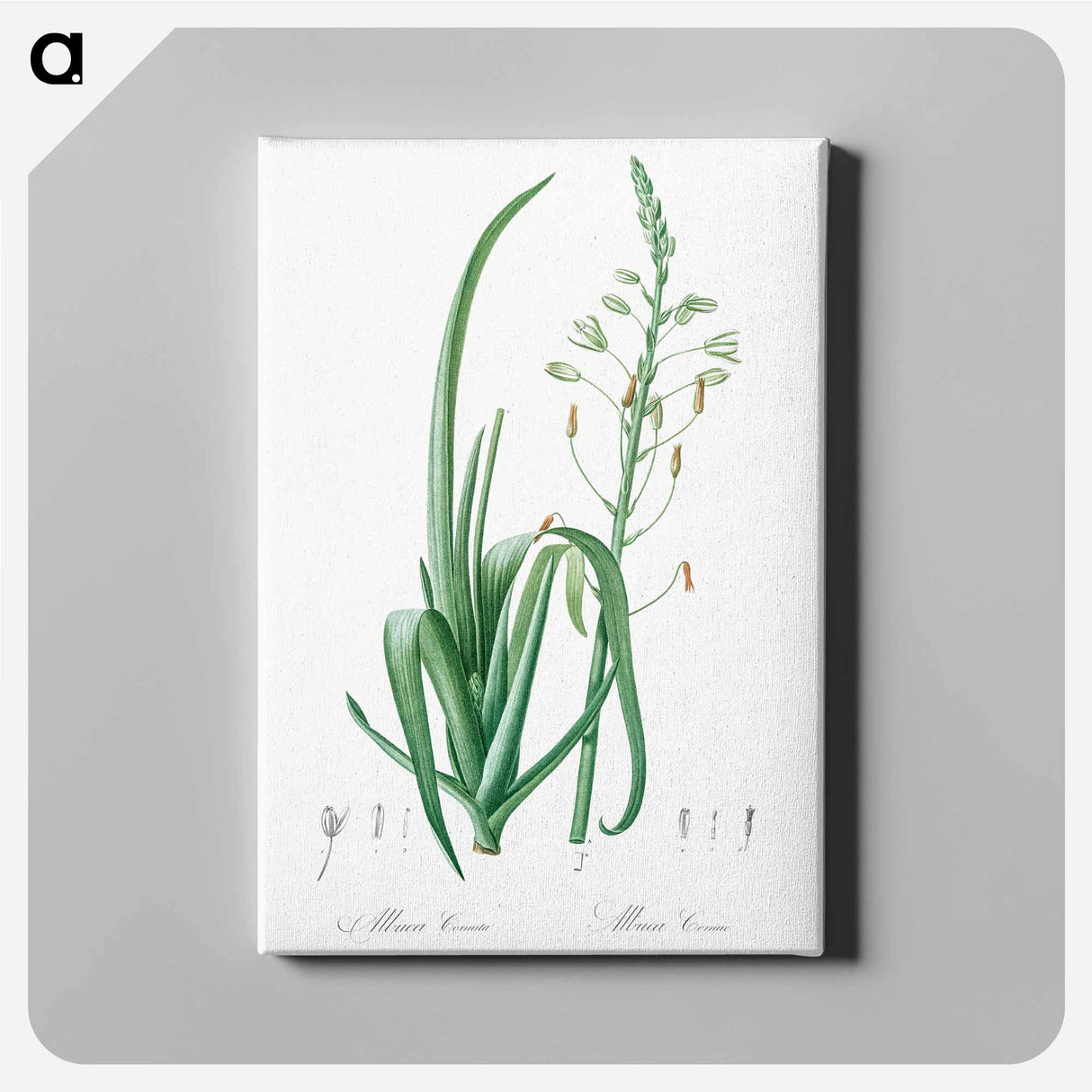 アートパネル-Albuca cornuta illustration - ピエール ジョゼフ ルドゥーテ Canvas.