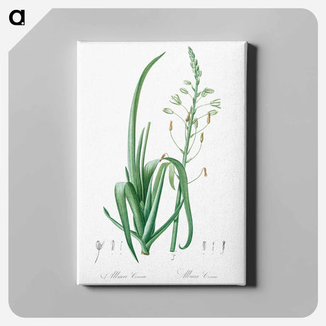 アートパネル-Albuca cornuta illustration - ピエール ジョゼフ ルドゥーテ Canvas.