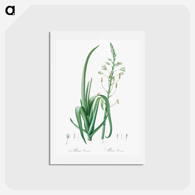 アートポストカード-Albuca cornuta illustration - ピエール ジョゼフ ルドゥーテ Postcard.