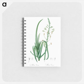 アートメモ帳-Albuca cornuta illustration - ピエール ジョゼフ ルドゥーテ Memo.