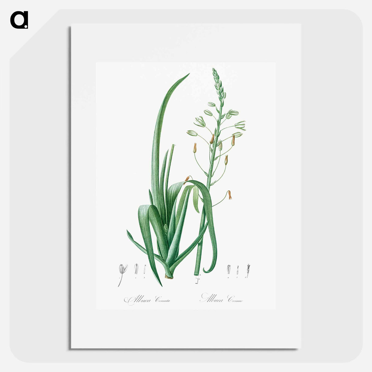 Albuca cornuta illustration - ピエール ジョゼフ ルドゥーテ Poster.
