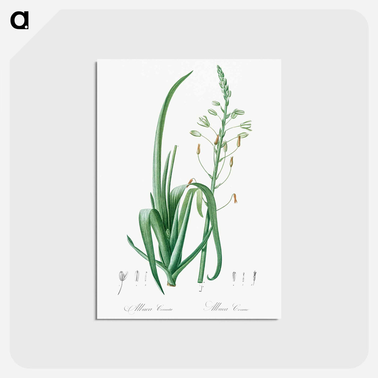 アートポストカード-Albuca cornuta illustration - ピエール ジョゼフ ルドゥーテ Postcard.