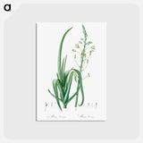 アートポストカード-Albuca cornuta illustration - ピエール ジョゼフ ルドゥーテ Postcard.
