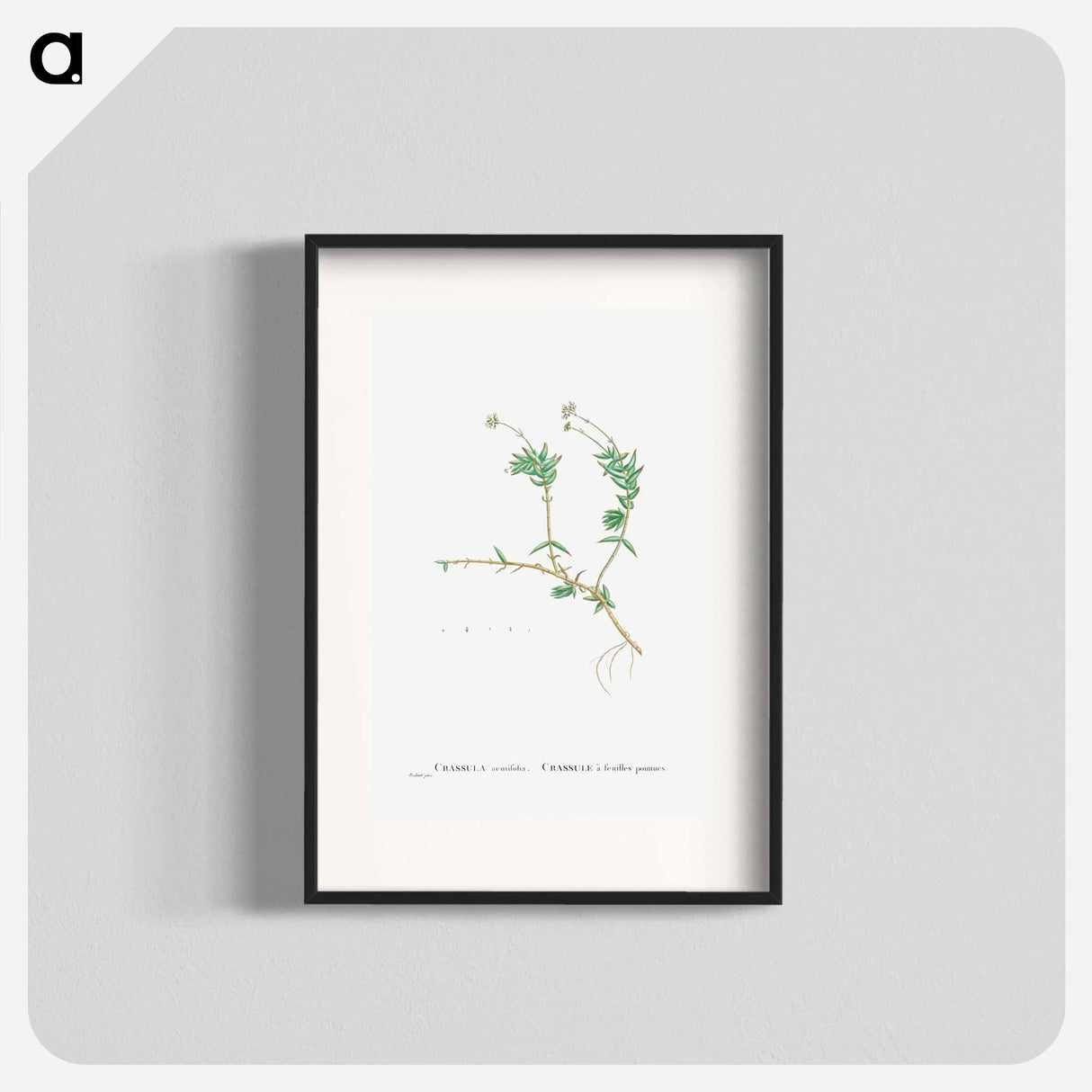 Crassula Acutifolia - Pierre Joseph Redouté Poster.