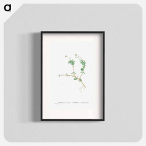 アートポスター-Crassula Acutifolia - ピエール ジョゼフ ルドゥーテ Poster.
