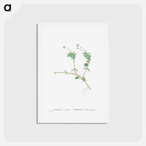 アートポストカード-Crassula Acutifolia - ピエール ジョゼフ ルドゥーテ Postcard.