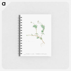 アートメモ帳-Crassula Acutifolia - ピエール ジョゼフ ルドゥーテ Memo.