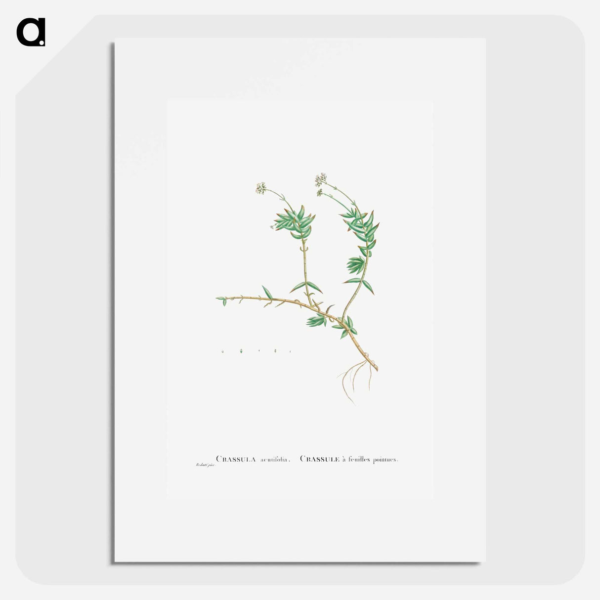 Crassula Acutifolia - ピエール ジョゼフ ルドゥーテ Poster.