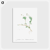 アートポストカード-Crassula Acutifolia - ピエール ジョゼフ ルドゥーテ Postcard.