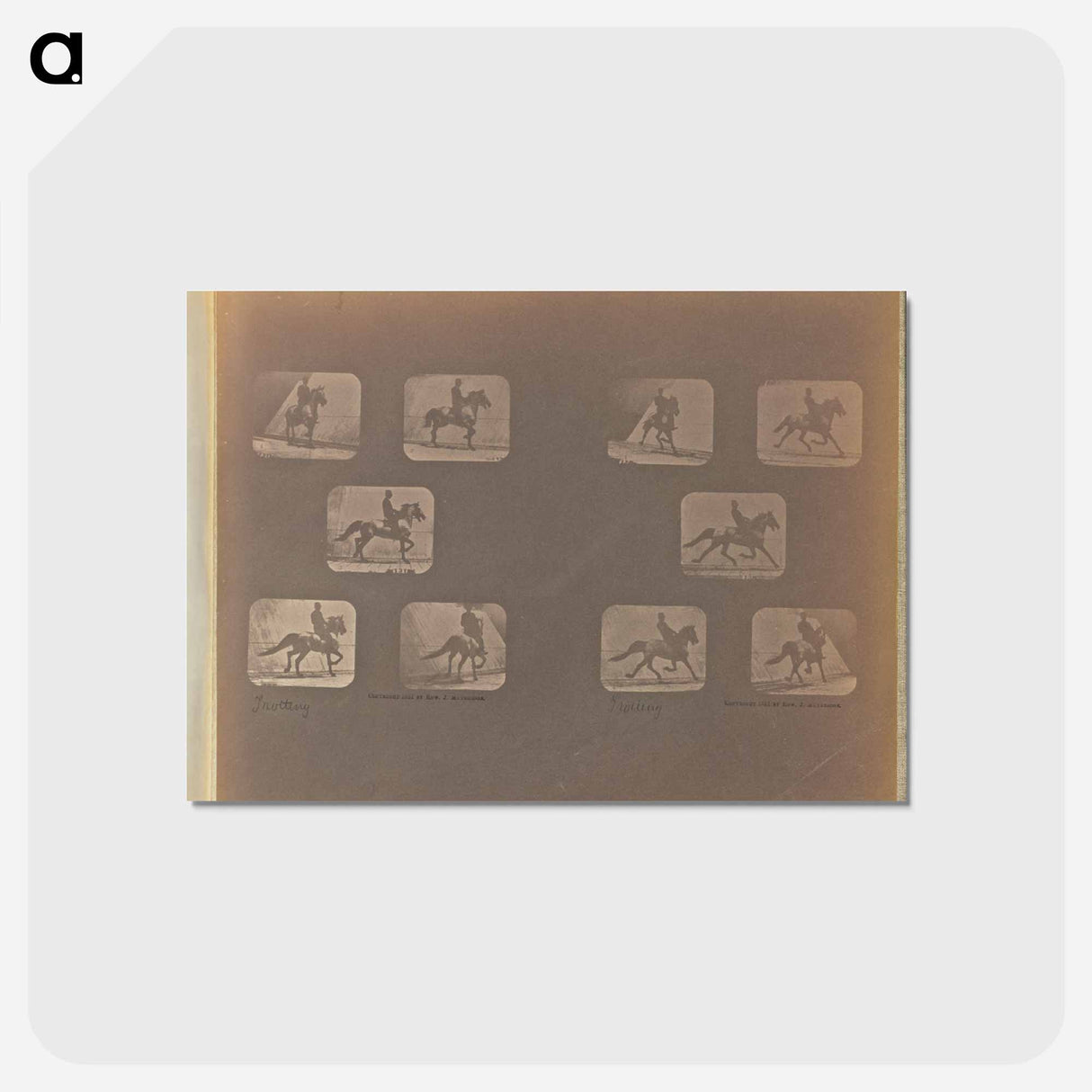 アートポストカード-Trotting
 - エドワード マイブリッジ Postcard.