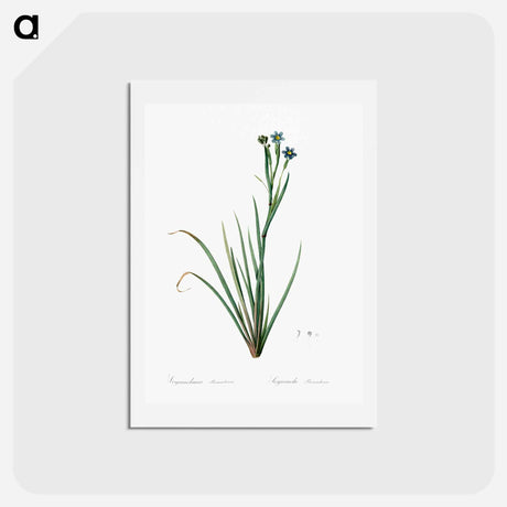 アートポストカード-Bermudiana - ピエール ジョゼフ ルドゥーテ Postcard.