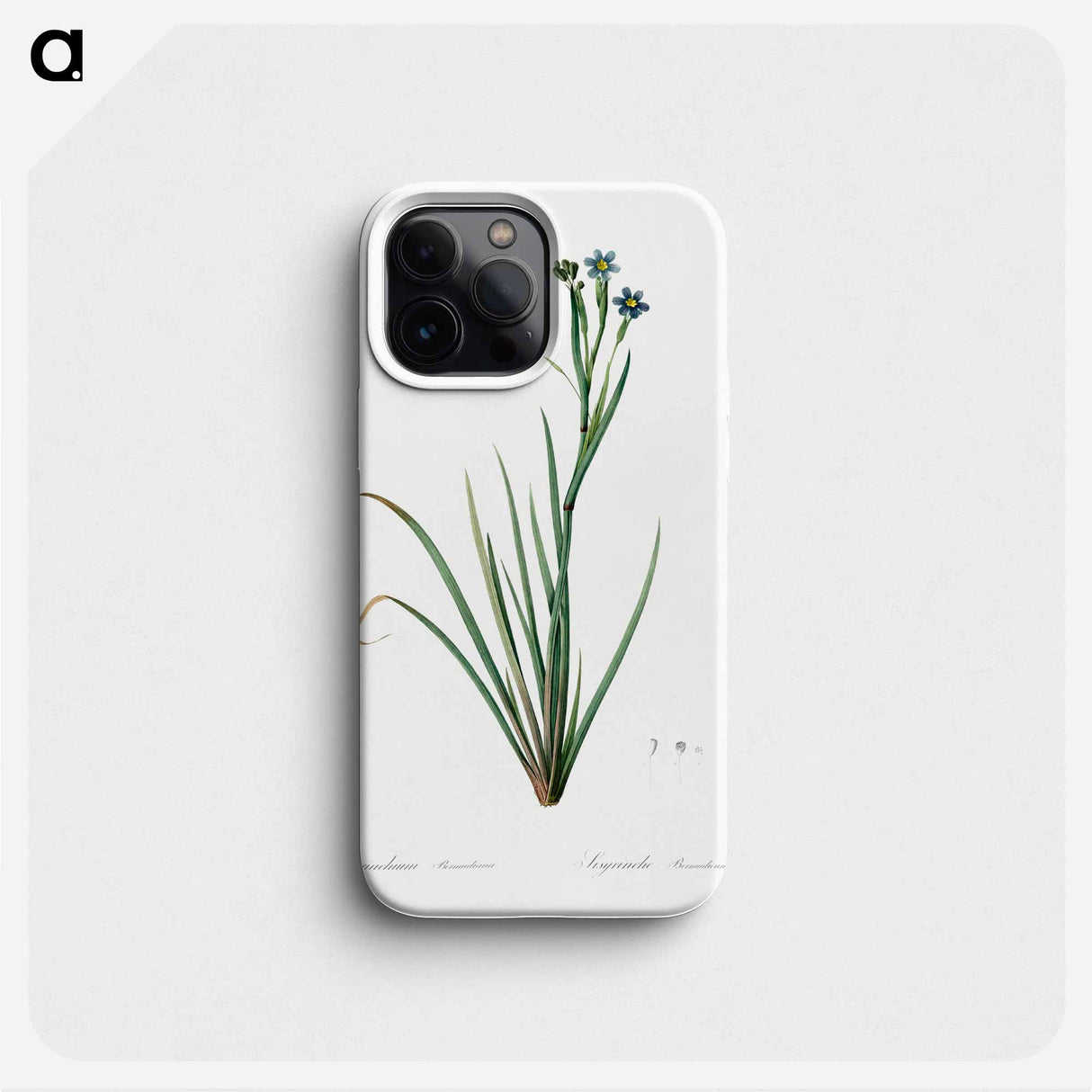Bermudiana - ピエール ジョゼフ ルドゥーテ Phone Case.
