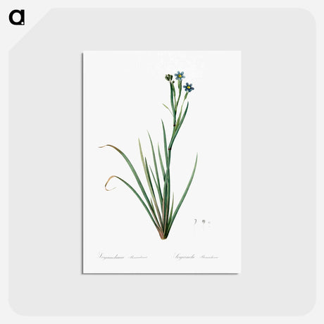 アートポストカード-Bermudiana - ピエール ジョゼフ ルドゥーテ Postcard.