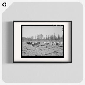 アートポスター-Tillamook Dairy Cattle
 - ラッセル リー Poster.